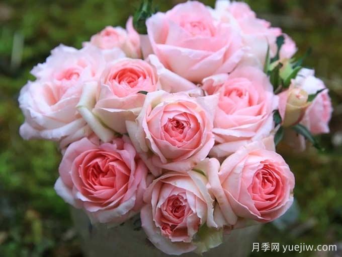 月季推薦，白桃妖精月季(圖2)