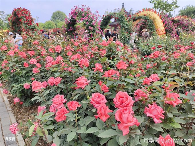 園林康養設計原則和園林植物品種搭配技巧(圖1)
