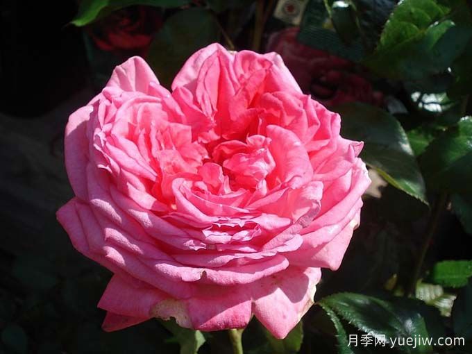 莫利納爾玫瑰月季/莫利納之花(圖1)