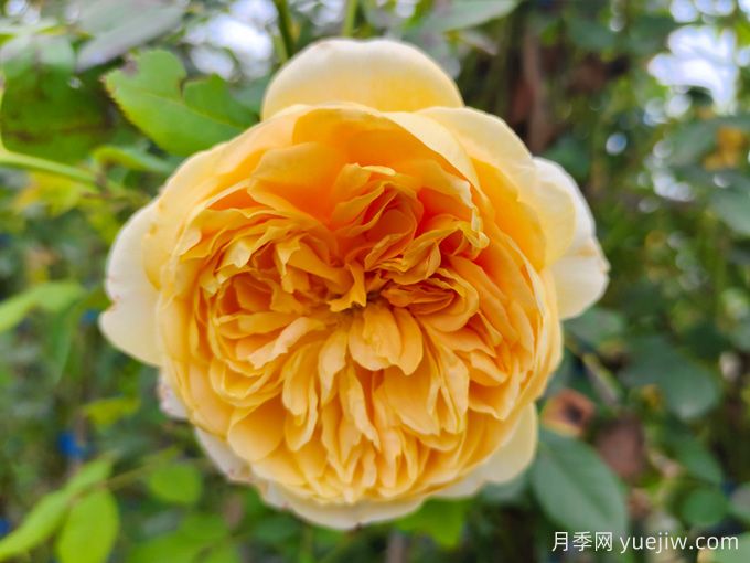 黃金慶典月季，分枝多花量大，香氣濃郁花期長(cháng)(圖1)