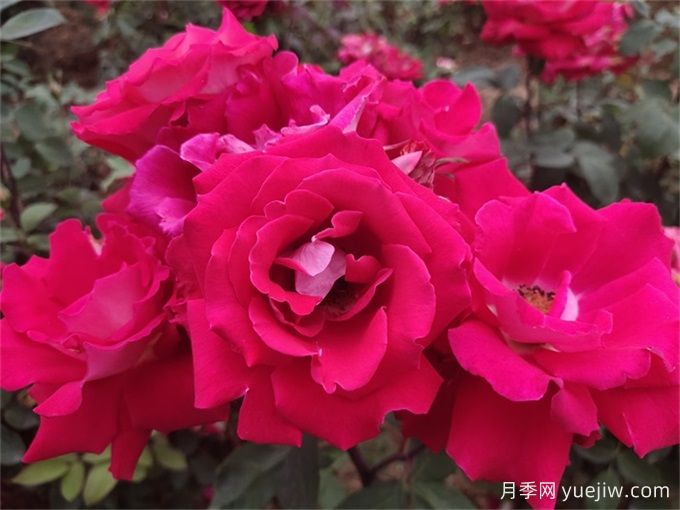 玫瑰花語(yǔ)數學(xué)課：一朵、三朵還是百朵？(圖3)