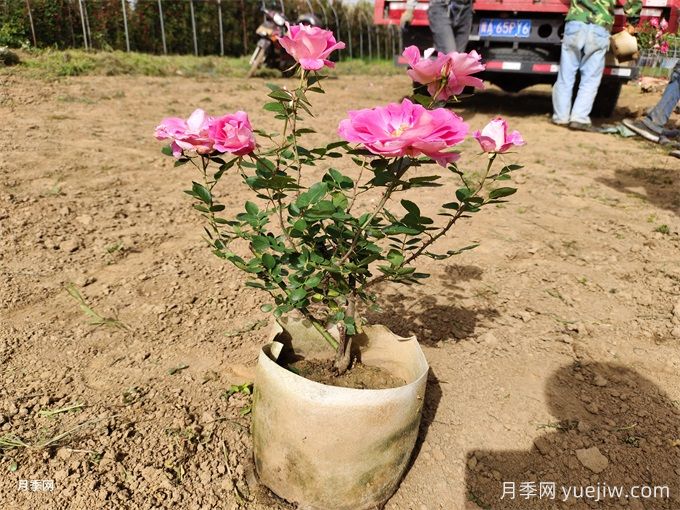 南方地區月季株型調整方法(圖2)
