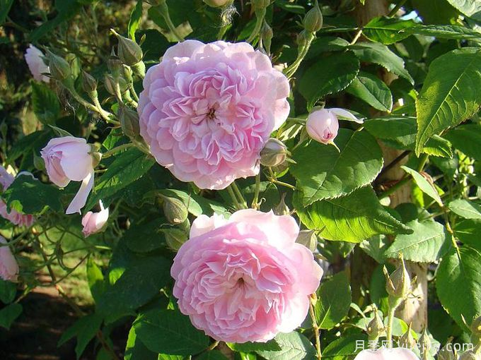 30款巨型爬藤月季，高度達5米能做花墻拱門(mén)(圖1)
