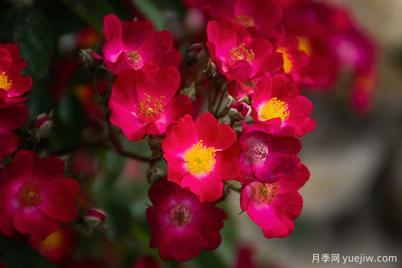 30款巨型爬藤月季，高度達5米能做花墻拱門(mén)(圖2)