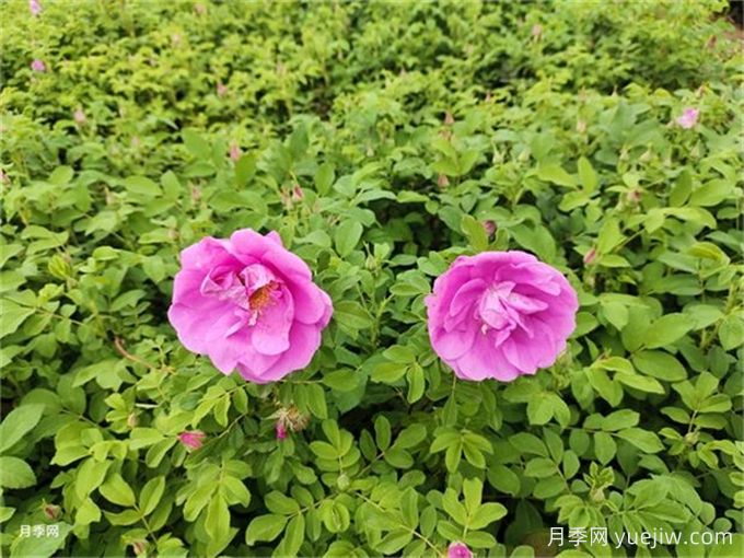 適合喀什地區園林綠化氣候特點(diǎn)的花木品種匯總(圖1)