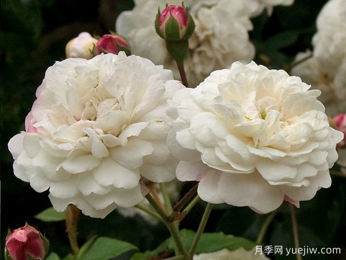 永恒的快樂(lè )月季/菲利斯黛佩彼特/幸福與永恒/七姐妹(圖3)