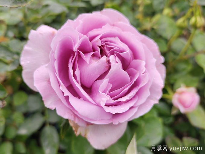 月季花變形的幕后黑手，16個(gè)原因(圖1)