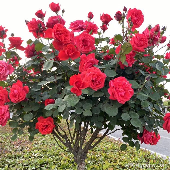 如何選擇適合干道綠化帶的植物？推薦適合品種(圖1)
