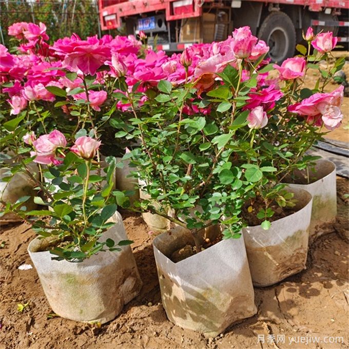 如何選擇適合干道綠化帶的植物？推薦適合品種(圖2)