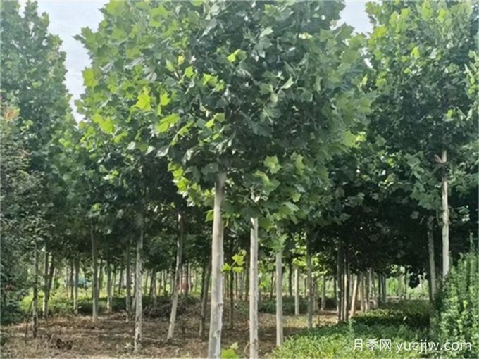 園林人必知，世界五大行道樹(shù)！(圖2)