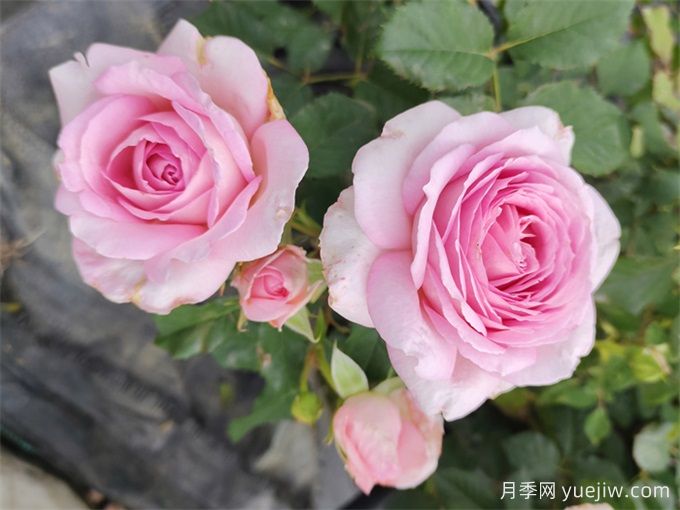 月季介紹，粉黛月季(圖1)
