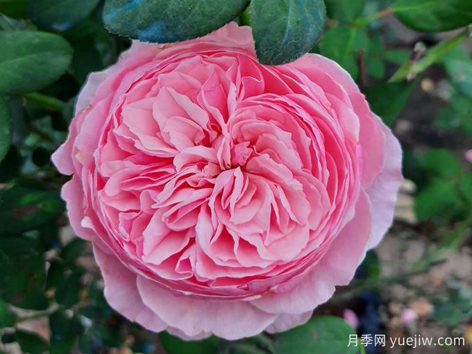 凱麗月季，耐熱耐曬耐雨淋，花期長(cháng)豐花勤花(圖1)