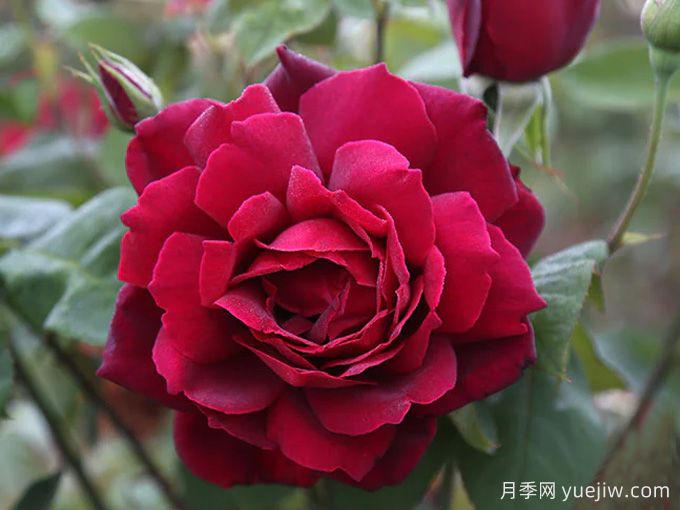 俄克拉荷馬月季，紅寶石玫瑰閃耀在你的花園(圖1)