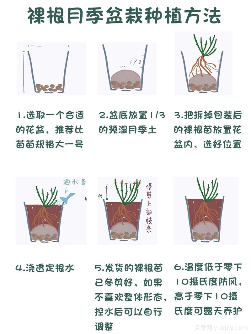 月季裸根苗的優(yōu)點(diǎn)？裸根月季如何種植？(圖2)