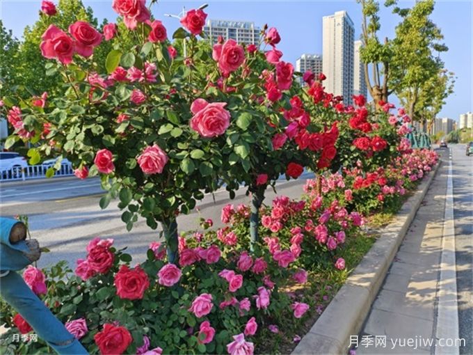 如何搭配干道綠化帶中的喬灌木以達到優(yōu)秀景觀(guān)效果？(圖1)