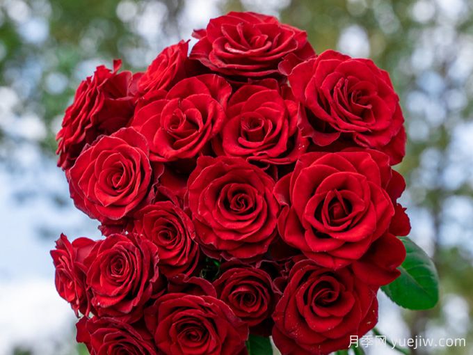 高原紅月季，花期長(cháng)觀(guān)賞價(jià)值高的月季(圖1)