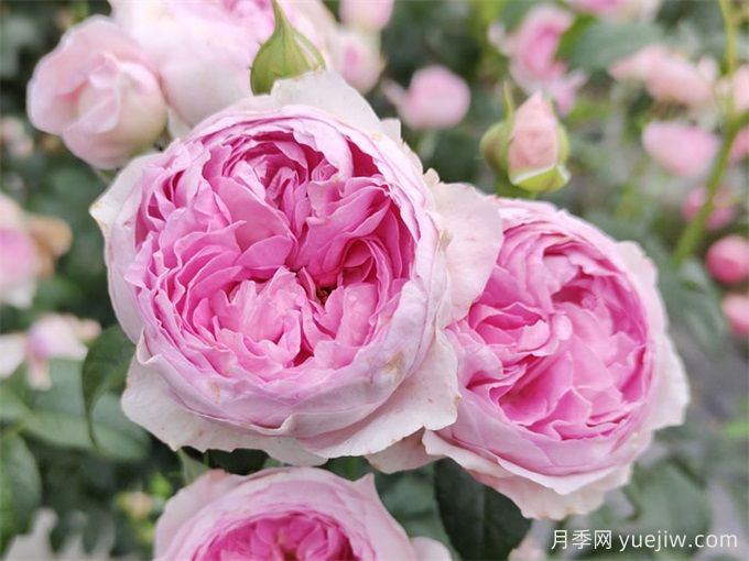 月季花前、花期、花后的施肥辦法(圖1)