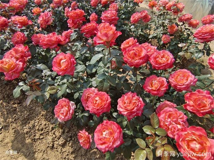 礦山修復綠化：植物配置如何改變生態(tài)？(圖1)
