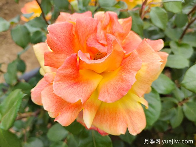 中國十大名花，誰(shuí)是你心中***美的花(圖1)
