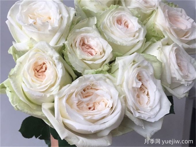 月季推薦，白荔枝月季(圖1)