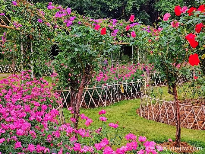 南寧南湖公園，萬(wàn)株月季驚艷綻放，打卡冬日絕美盛景(圖2)
