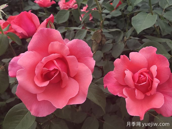 南寧市南湖公園開(kāi)展園藝萬(wàn)花筒之與月季約"繪"吧科普活動(dòng)(圖1)