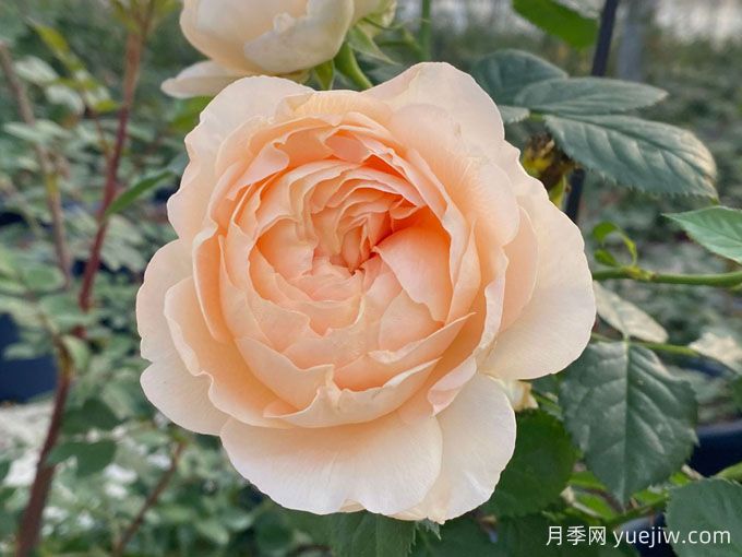 天狼月季200個(gè)自育新品種將在2005年2月亮相云南姚安發(fā)布會(huì )(圖1)