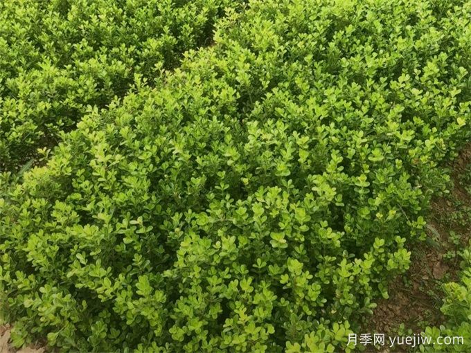 春天綠籬栽植養護辦法，大大減少死亡率(圖1)