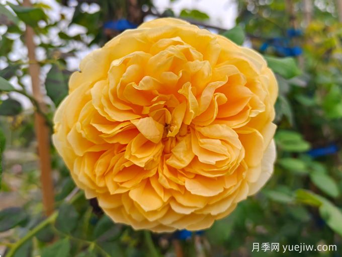 博主花園里表現***好的四款黃色月季品種(圖1)