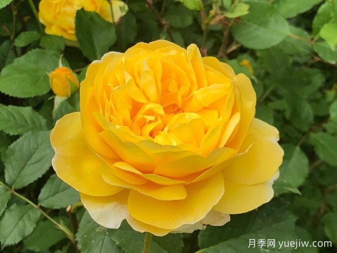 博主花園里表現***好的四款黃色月季品種(圖3)