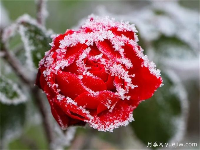 做好這些準備，月季冬剪事半功倍(圖1)