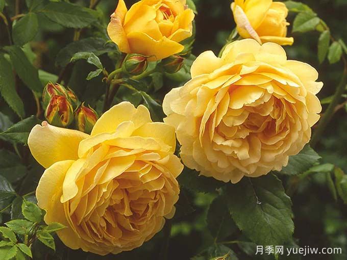 月季推薦，黃金慶典月季(圖2)