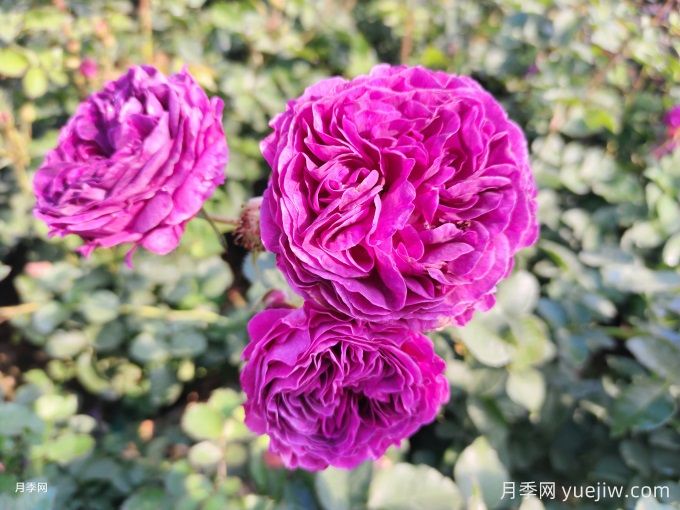 月季花冬天如何養護？教你春天爆盆絕招(圖1)