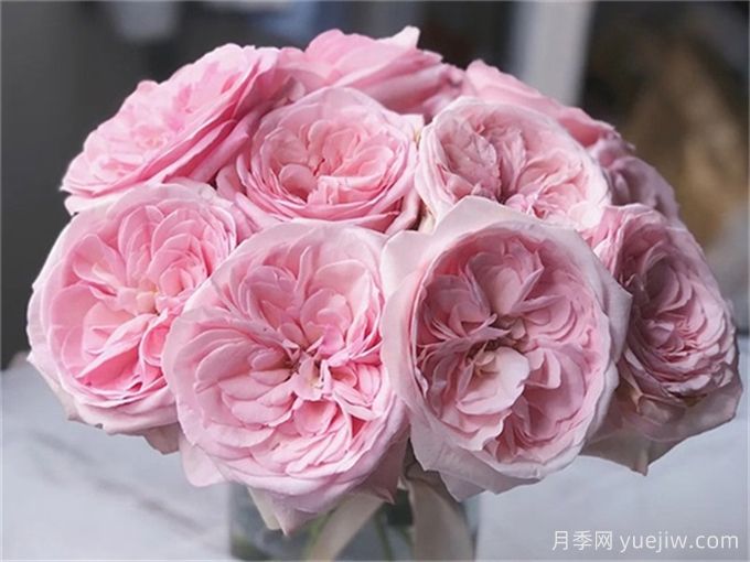有香味的玫瑰花有哪些品種？(圖1)