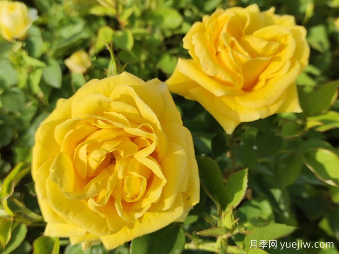 如何快速識別玫瑰、薔薇與月季(圖2)