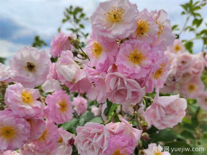 如何快速識別玫瑰、薔薇與月季(圖3)