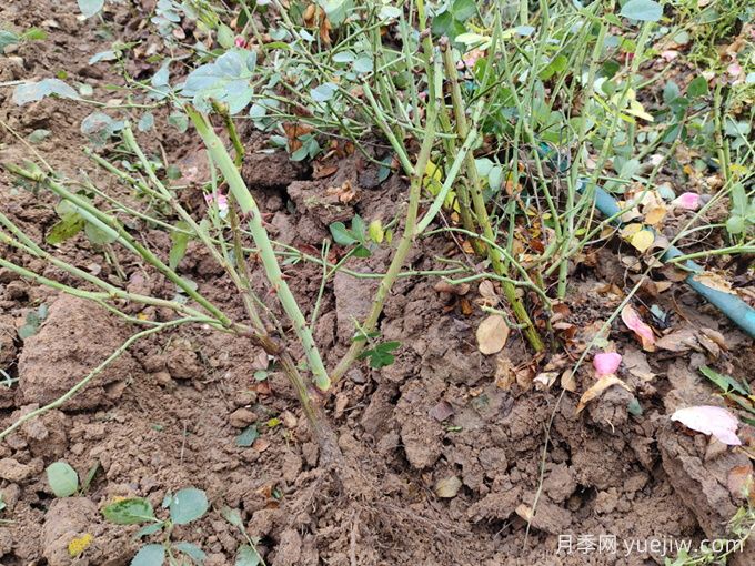 月季裸根苗種植時(shí)間？盆栽和地栽種植方法(圖3)