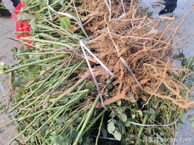 月季裸根苗種植時(shí)間？盆栽和地栽種植方法(圖2)