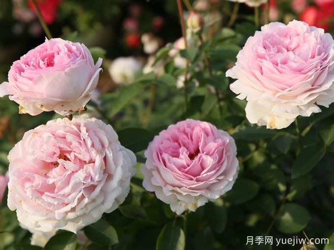 伊芙四號月季/四度芳香月季(圖2)