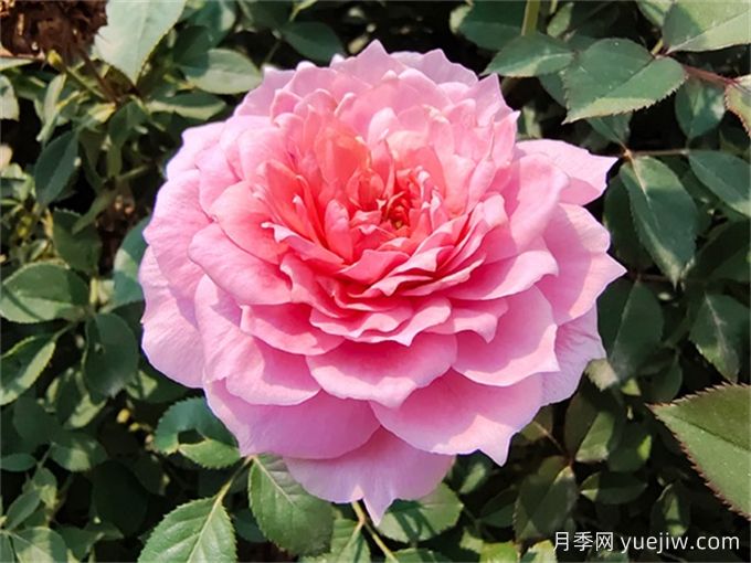 適合陽(yáng)臺盆栽的微月，推薦7個(gè)品種(圖5)