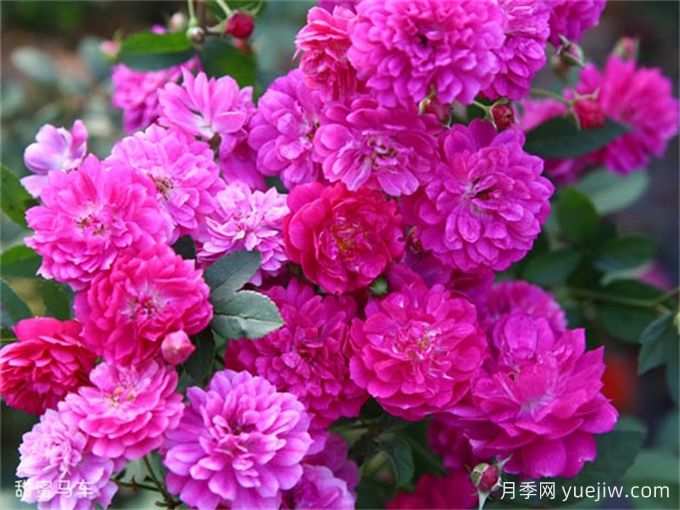適合陽(yáng)臺盆栽的微月，推薦7個(gè)品種(圖2)