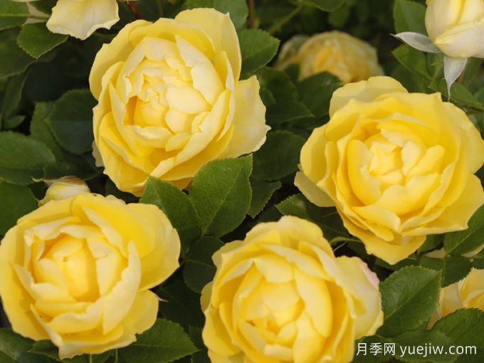 適合陽(yáng)臺盆栽的微月，推薦7個(gè)品種(圖4)