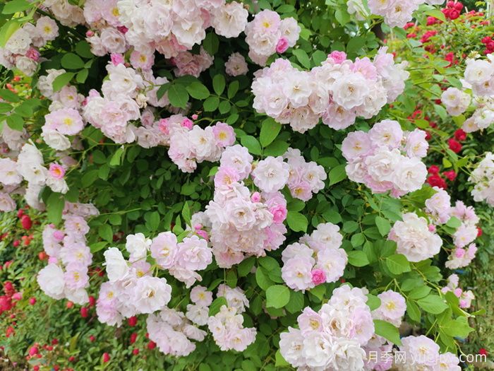 爬藤植物怎么選？八要八不要！(圖1)
