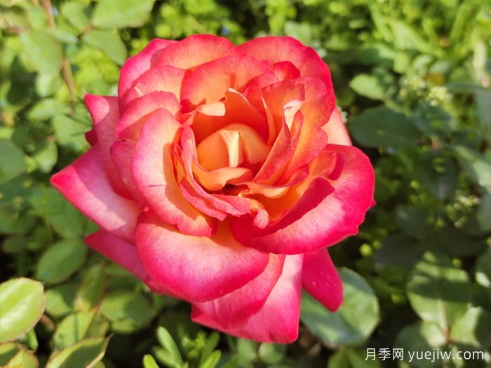 暢游南陽(yáng)，認識名品大花月季(圖3)