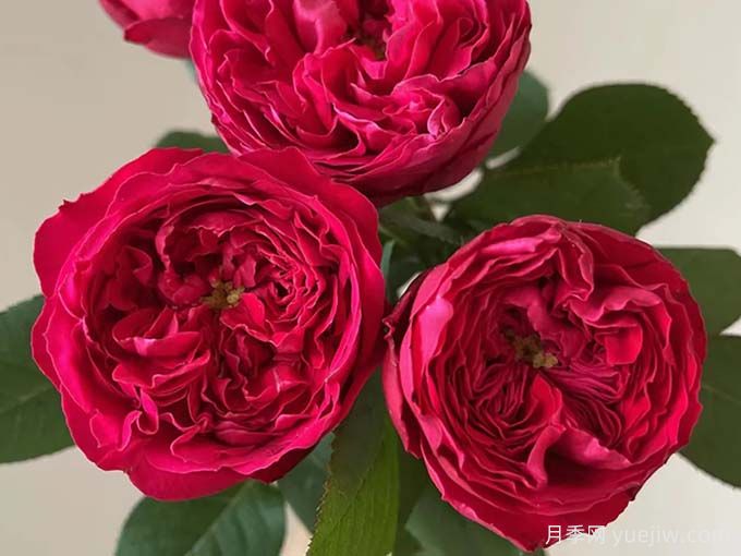 6種經(jīng)典的月季花，每一種都是顏值擔當(圖1)