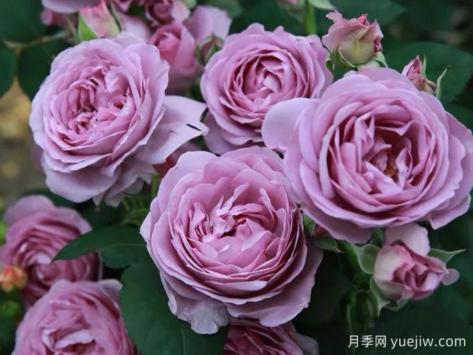 6種經(jīng)典的月季花，每一種都是顏值擔當(圖4)