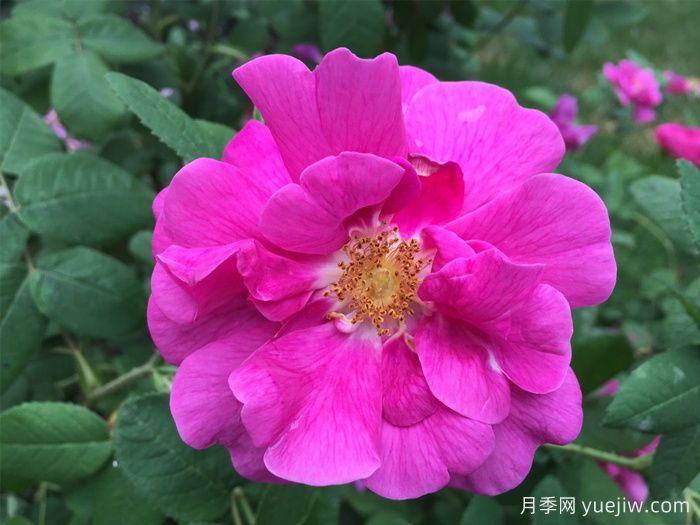 推薦高抗病的18款月季品種，必須收藏(圖1)