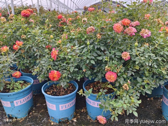 冬天要把月季花的葉子全部剪掉嗎？(圖1)