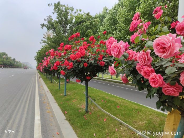 月季界的新寵，樹(shù)狀月季養護注意事項(圖2)