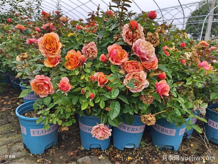 一般花友不敢養月季的3個(gè)原因(圖1)